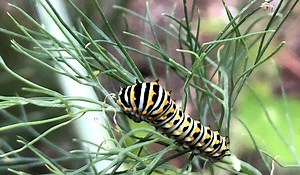 Regenerative vs. Sustainable Agriculture - Durham County Center | N.C. Cooperative Extension