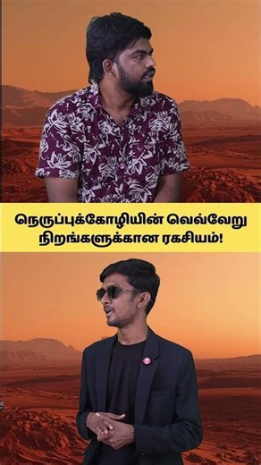 வேட்டை விலங்குகளுக்கே அல்வா கொடுக்கும் பறவை! #OstrichFacts #Birds #Nature #Shorts #Tamil