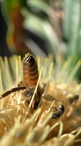 29K views · 1K reactions | Beach Banksia Bees!! Our bee spy Mira found so many different bees, natives and honeybees, all foraging on these beachside banksia flowers. What are the bees foraging on in your area at the moment? #bee #nativebee #banksia #beesarecool #honeybee | Flow Hive | Facebook