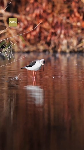 In the heart of Shenzhen, one of China’s busiest megacities, the country’s smallest national nature reserve is quietly playing a role. Located along the East Asia–Australasia Flyway, the Futian Mangrove National Nature Reserve provides a sanctuary for around 100,000 migratory birds every year, showing how nature can still find space at the center of a city. | CGTN
