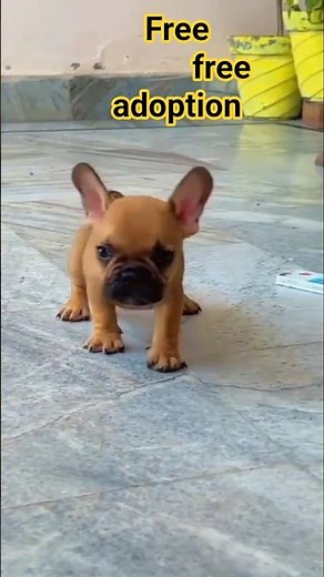 free free adoption puppy | #boxer #boxerdog #dogbreed #animals #shorts ‪@animals_vlog_09‬ #pets