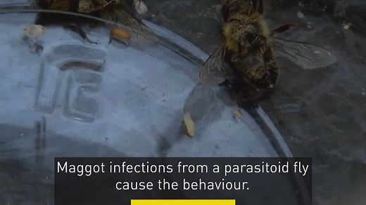 Zom-bees have made their first appearance in Canada. Read more: http://www.cbc.ca/1.3722988 | CBC News