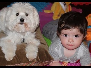 Adorable Relationship Between Babies and Maltese Dogs - Cutest Dog and Baby Compilation
