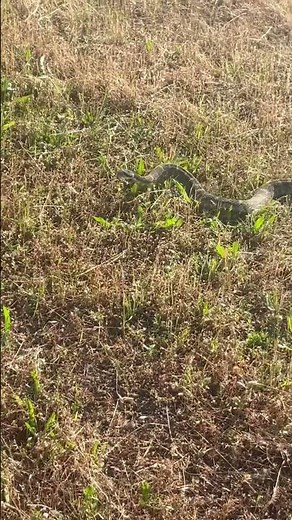 BIGGEST RATTLESNAKE I have seen in California. #rattlesnakes #countrylife #youtubecreator #wow