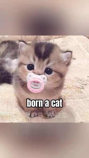 I'm a Cat 😺 #cat #fyp #meme