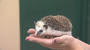 Q&A: Get to know the Tulsa Zoo's hedgehogs