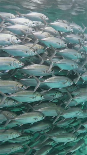 Amazing Underwater Fish School | Stunning Ocean Life Scene