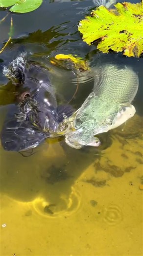 70K views · 81 reactions | Predators . Collected from The Fish Whisperer #aquatics #fishf #monster #predator #hunting #fishtank #fishing #fishinglife #river #alligator #catd #catfish #crocodile #Aquarius #aquarium #aquariumhobby | Aquatic Lives | Facebook