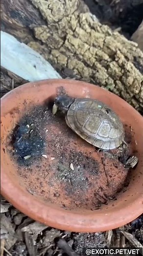 Veterinarian Rates Baby Box Turtle’s Favorite Foods and Diet