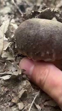 If you find this in the woods, then there are mushrooms!