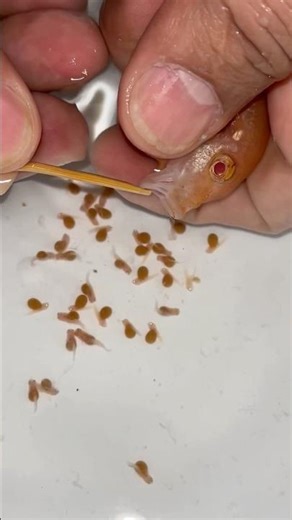 🥹🐟 The Miracle of Life! Orange Cichlid Mom Releases Her Babies ❤️