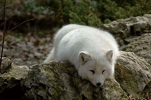 This Crazy Arctic Fox Behavior, Explained