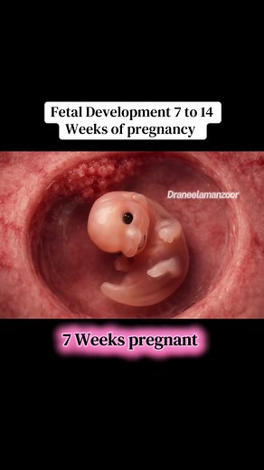 Fetal Development Stages from 7 to 14 Weeks