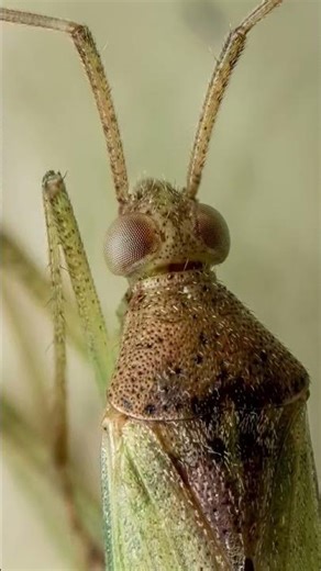 Se for medroso não veja 😱Percevejo Fitófago - Pentatomidae 🦟✨️