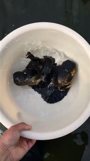 The busy breeding season of goldfish! We need a little helper! #fish #koi #aquaticpets #fishing