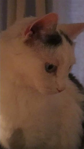 First day on their new cat tree !!