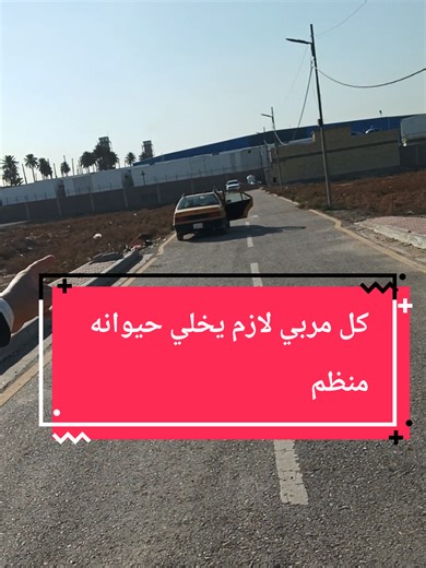 طبعا اليوم لازم كل المربين يركزون على موضوع مهم وهو أوامر الطاعة ولاز حيوانك يكون مطيع الك داخل البيت وخارجه سهل تخلي حيوانك شرس بس صعب بعدين تخلي مطيع#كابتن_ابراهيم_الخزرجي_k9 #درب_كلبك_بنفسك #نصائح_في_تربية_الكلاب #كلاب #كلاب_شرسة