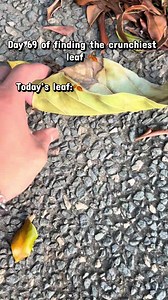 Crunchy Leaf ASMR: Day 69 of Ultimate Crunch
