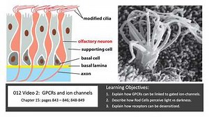 012 Video 2 G-protein signaling via ion channels