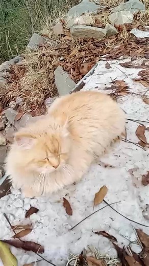 Saima321 (@saima321334)’s videos with original sound - Rafay Studio👑