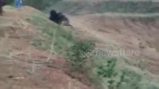 Bear mauls 'selfie seeker' to death in India