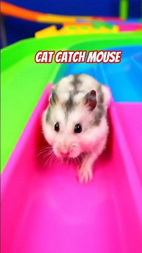 rat sounds#mouse sounds #mouse for cat to watch #beautiful #pets #shortvideos