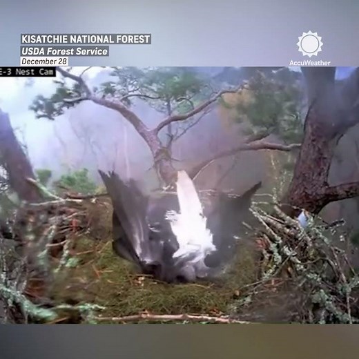 Bald Eagle Protects Eggs from Tornado-Warned Storm