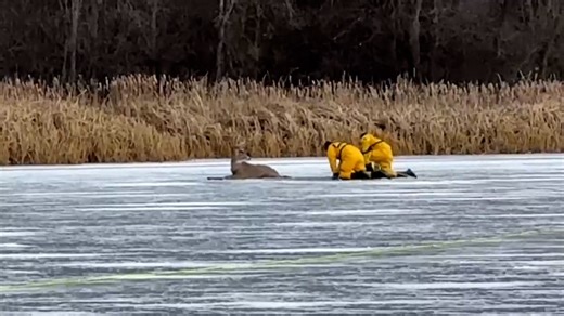 269K views · 1K reactions | This deer is stranded on a frozen lake with thin ice. Watch how these firefighters respond. #animalkind | Humankind | Facebook