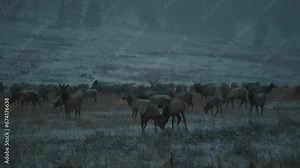 Two young male elk fighting on a snowy hill during dusk Stock Video
