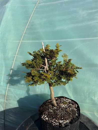 Hinoki Cypress (chamaecyparis Obtusa) Bonsai With Primary Wiring and Deadwood Apex - Etsy