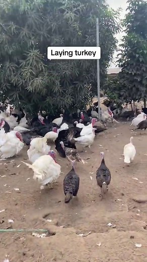 Fertile Egg Production: Understanding Turkey Eggs