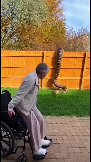 Python Invades! Injured Grandma Forced to Walk for Her Life! #wildlife #animals #Python