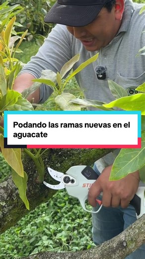 Podando las ramas nuevas en aguacate que curamos. #avocado #viral #agriculture #campo