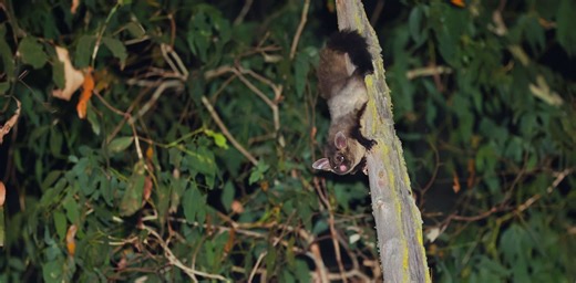 Drones with thermal cameras are revealing the secrets of elusive Australian forest wildlife