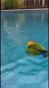 Curious Parrot's Splash A parrot's curiosity leads to a surprising swim with a duck. #fblifestyle #AI Generated using Kling AI . . . (For entertainment purposes only. Consult professionals if guidance on activities is presented. No brand affiliation is implied if any are shown. If inspired by true events, creative adaptations may be included. Content may include public footage.) | Fabiosa Digest