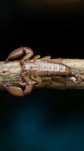 4.1M views · 51K reactions | Scorpion venom is the most expensive liquid on earth. | Hashem Al-Ghaili | Facebook