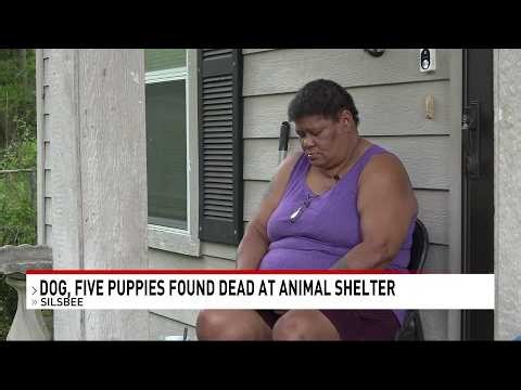 Owner heartbroken after learning her five puppies were found dead at Silsbee Animal Shelter