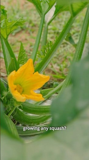 How To Hand Pollinate Squash