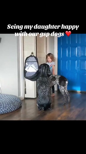 #gspdog #germanshorthairedpointer #gundogs #gsppuppy birddog #gspoftiktok
