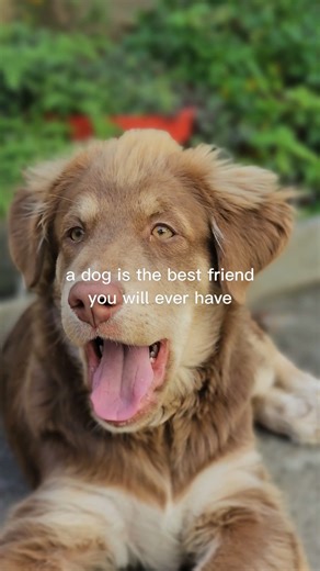 What is a Dog? 🐶 | Sumo – My Best Friend ❤️ #shorts #ytshorts #puppy