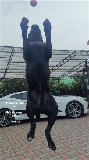 He’s Not Even 1 Yet… (140 lbs Cane Corso)