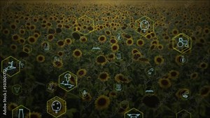 The concept of modern agriculture. Schematic agro icons are moving on the background of a sunflower field. Computer graphics
