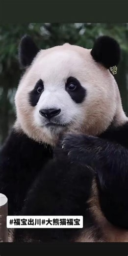 Rachel在抖音记录美好生活20260119