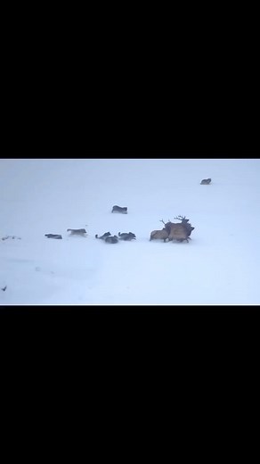 87K views · 356 reactions | Video from @americanhuntclub | Hunter Nation | Facebook