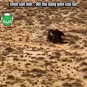 Chim săn mồi , đối thủ đáng gờm của Sói | Nghiện xem phim