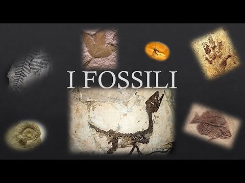 I fossili