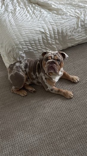 Chowder LOVES car rides!!! #bulldog #englishbulldog #trending