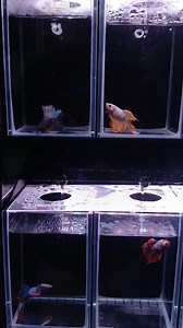 New Stock! Betta Splendens Halfmoon/Doubletail. Price per piece @ Tzs 24,000/- #petsvilletz #bettafish #siamesefightingfish #fishloversparadise #fishhobby #fishworld | PetsVille Tanzania