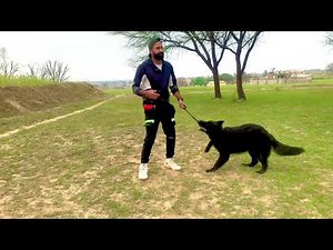 How to train your dog for fetch 🎾