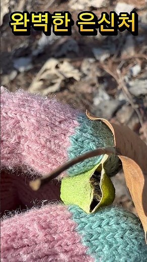애벌레가 만든 완벽한 작품 A perfect work of art made by a caterpillar#유리산누에나방 고치#자연관찰